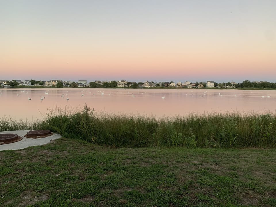 Gorgeous Lake of the Lilly Sunsets with dozens of white swans 