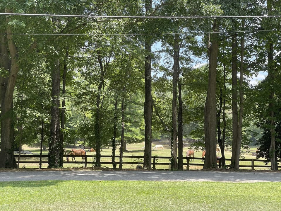 Horse park view from living room window