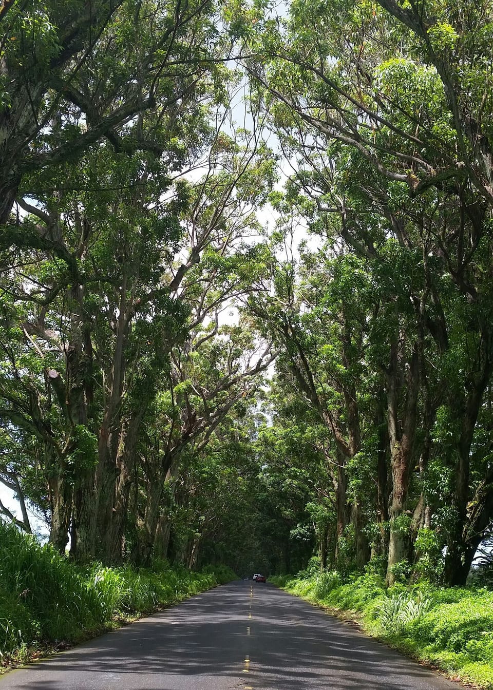 Famous " Tunnel of Trees" 
