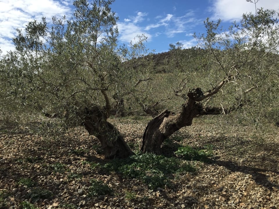 Nice area where the "Camino Verde" passes your bungalow.