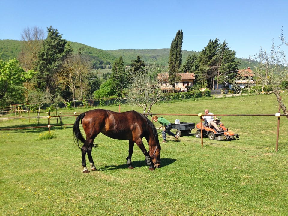 Soraya grazing in the paddock