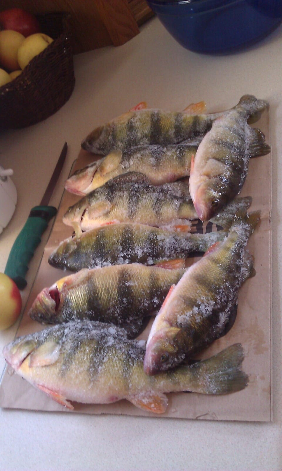 Nice Perch Caught Ice Fishing this winter
