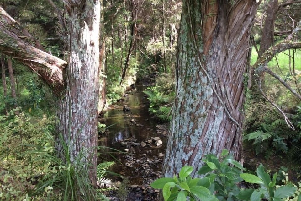 Stream walk