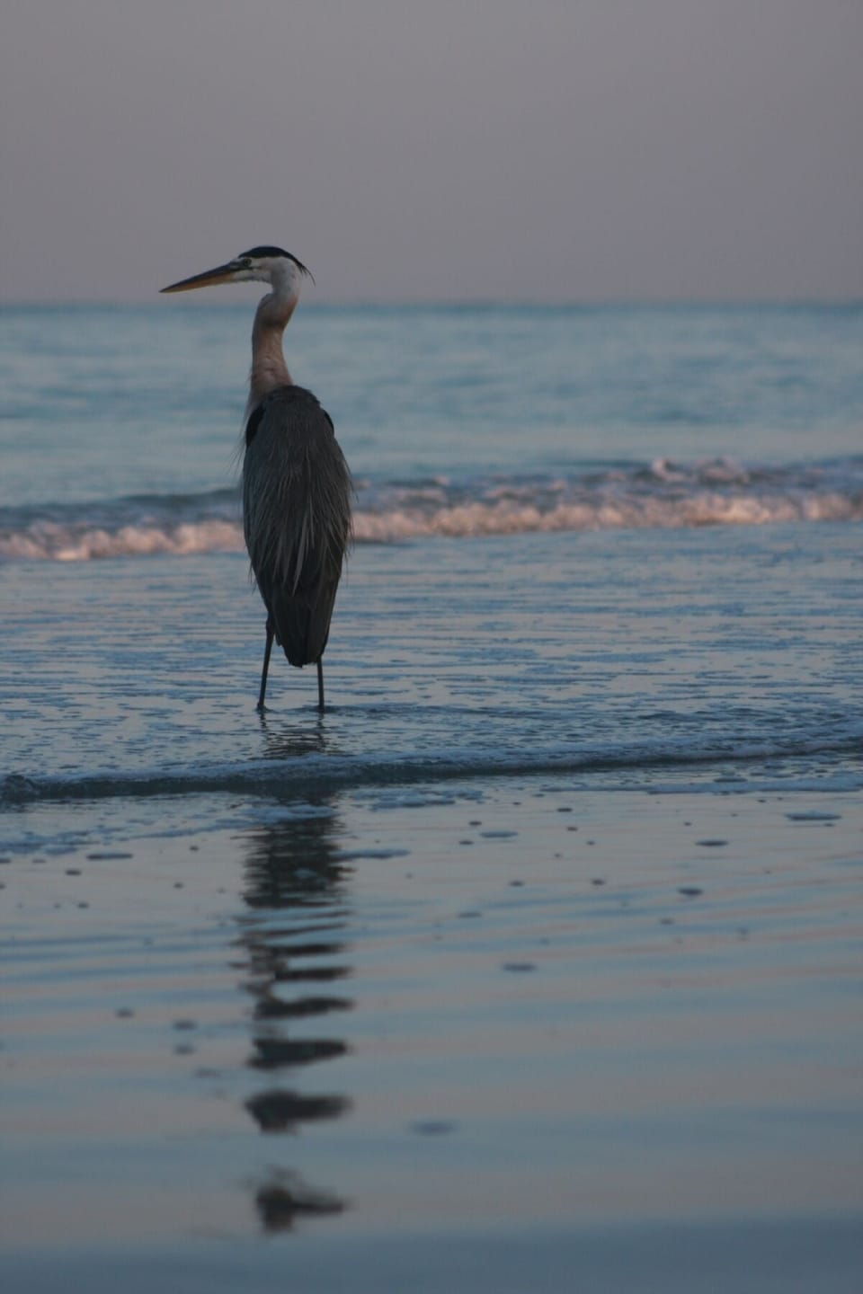 Birdlife always available