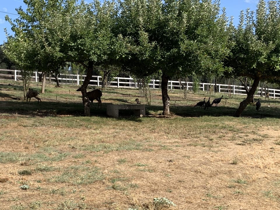 constant visitors