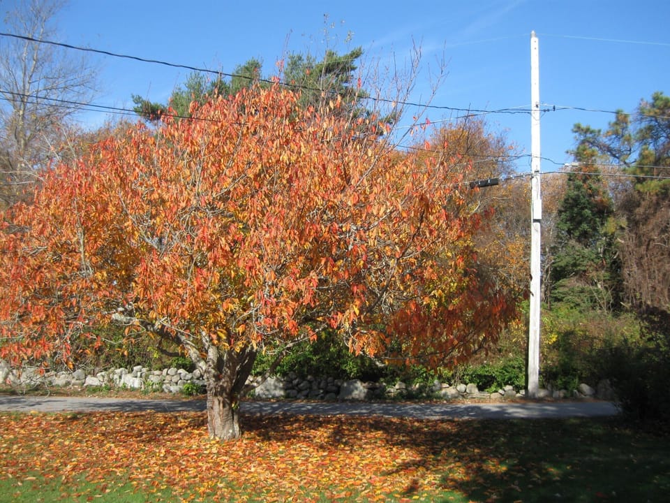 Front yard in Autumn