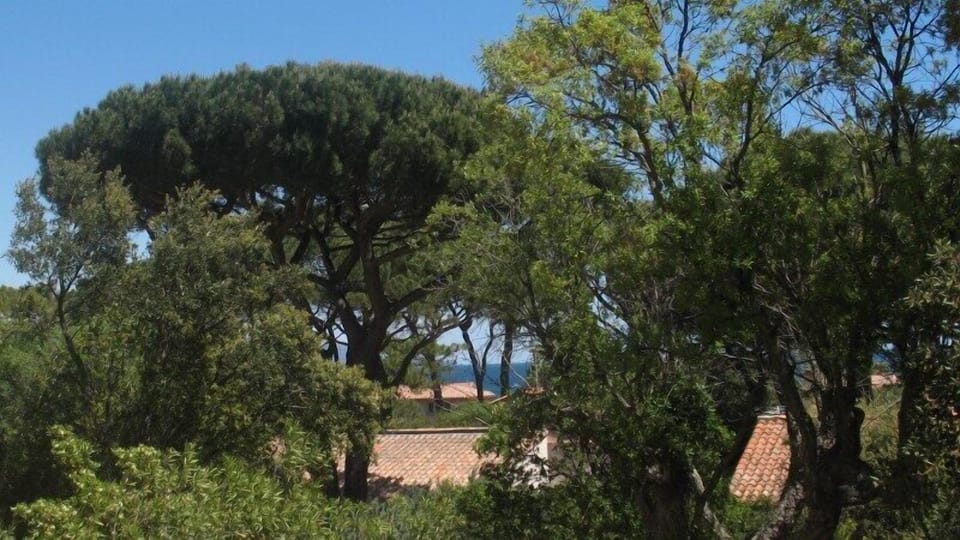 Surrounded by Trees
