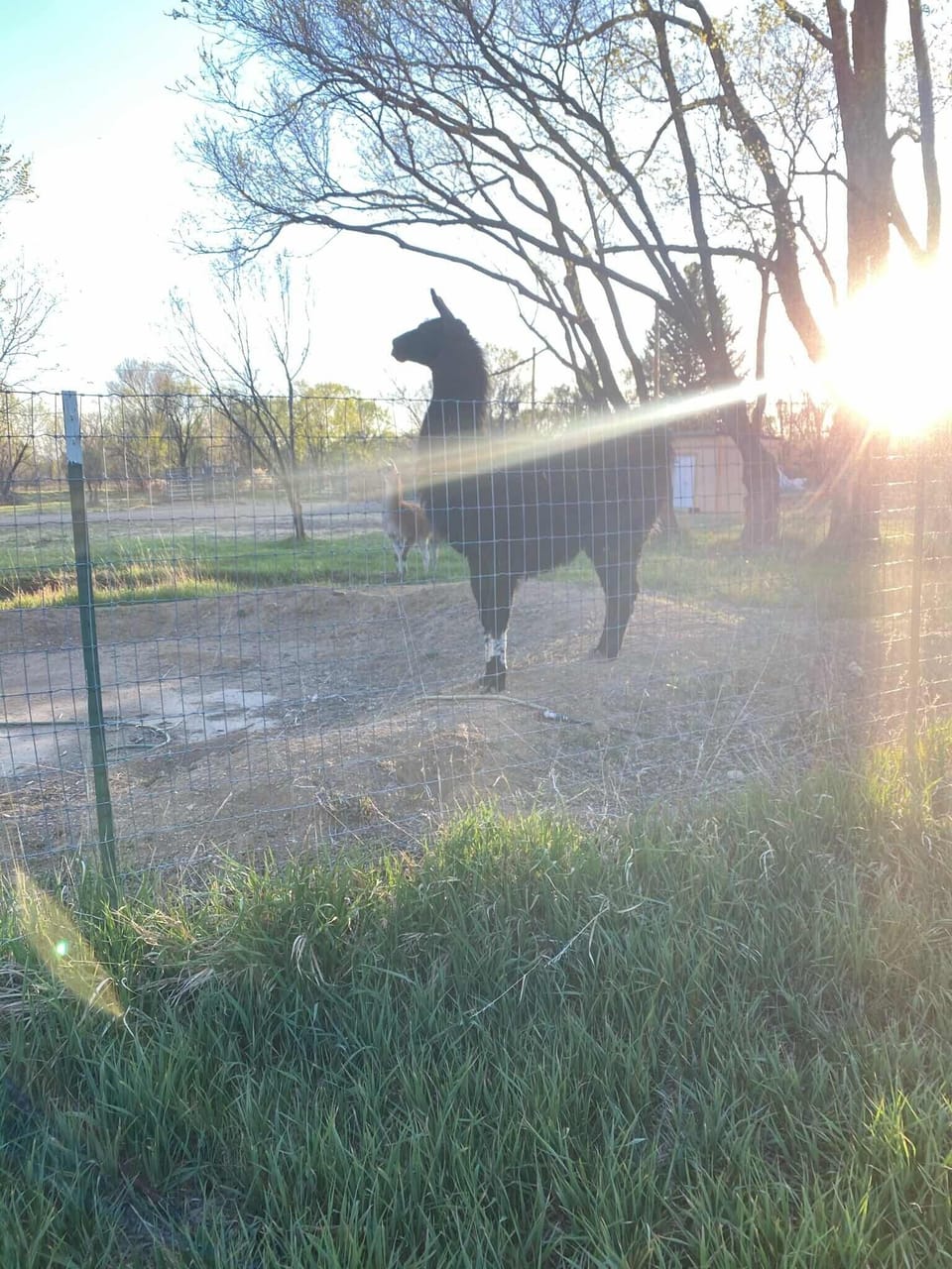 friendly local llamas