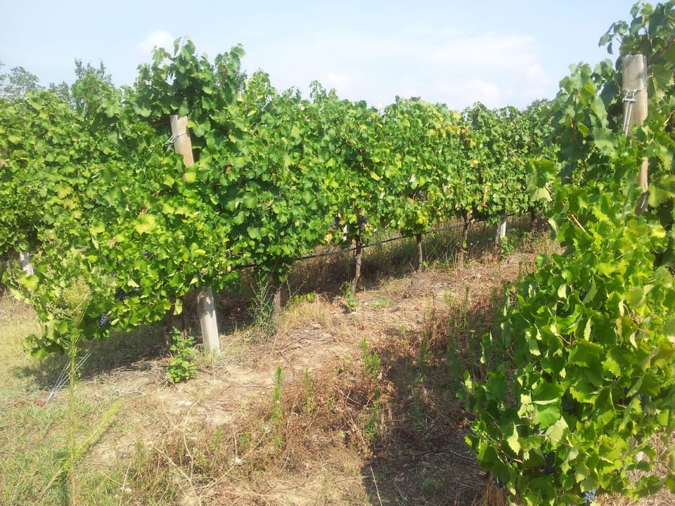 the FATTORIA SPINOLA vineyards