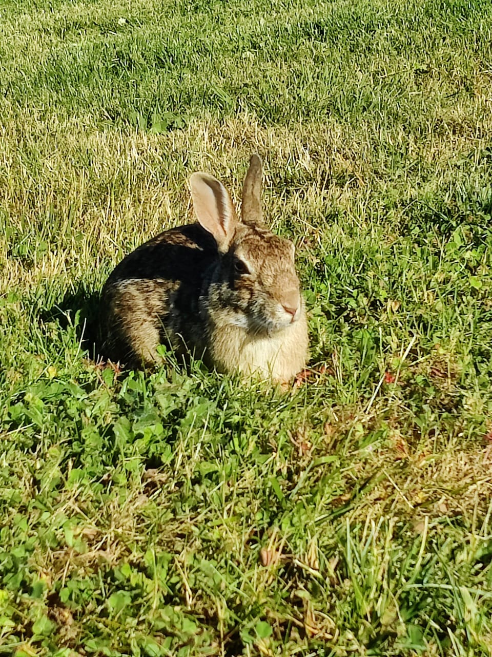 Bunnies!