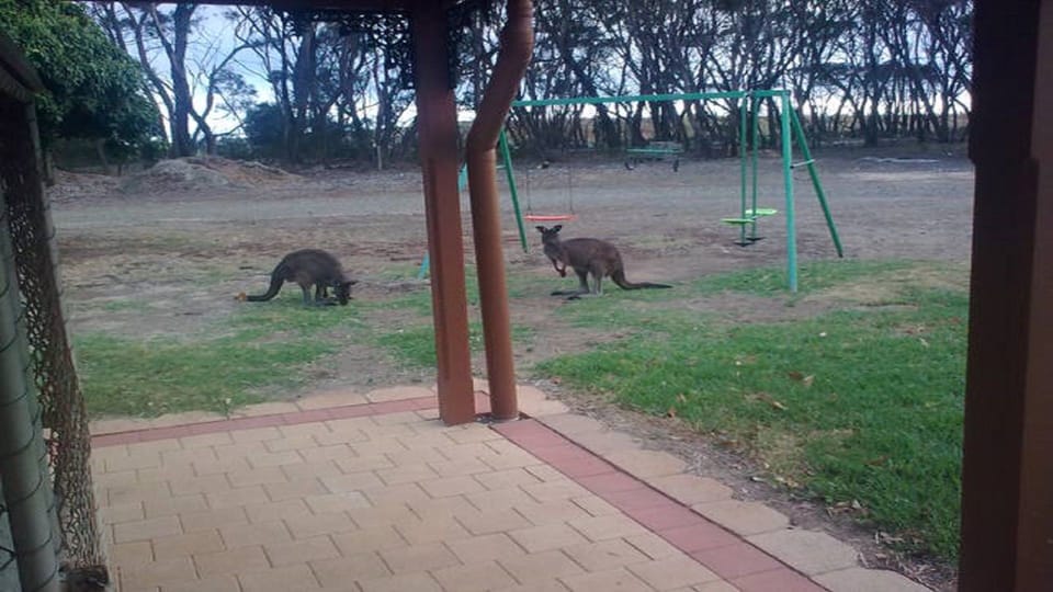 local wild life