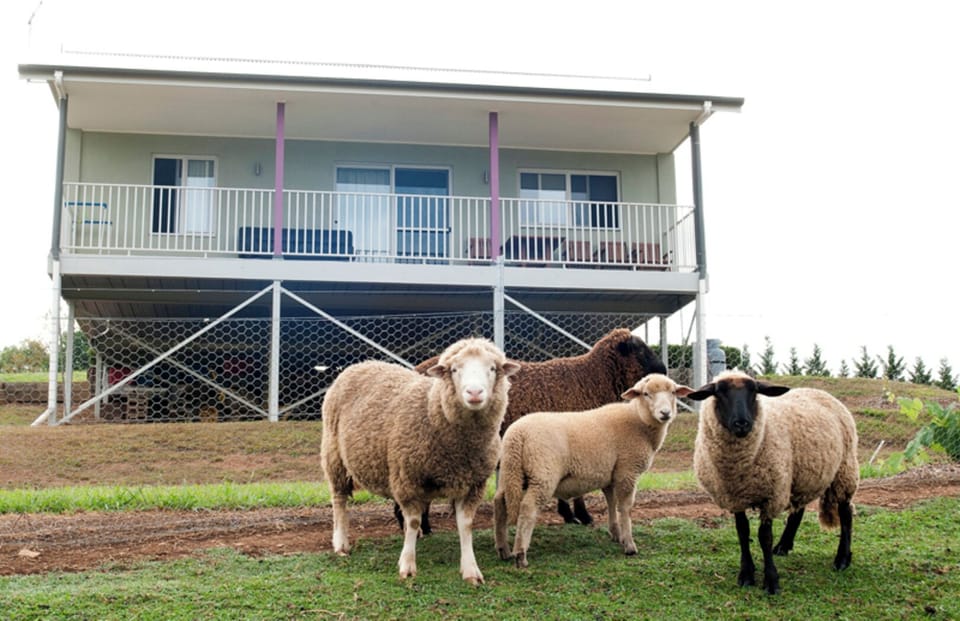 Mumma, Pappa and baby Sheep.. Just lovely pets for you to experience
