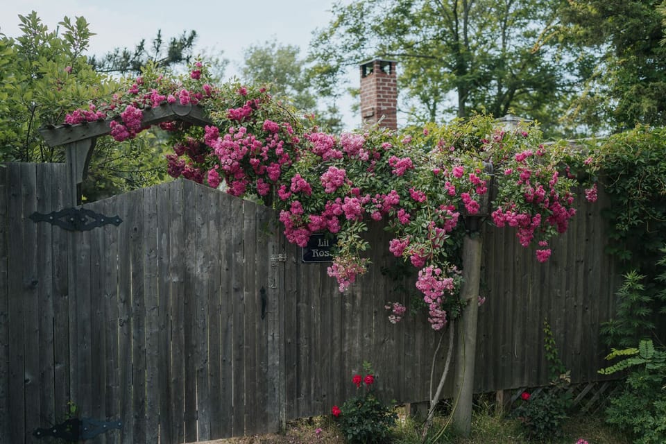 Fence surrounding Rose and Lil Rose