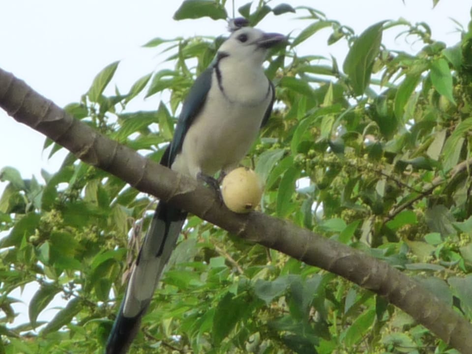 Birds are seen around the property, and come if there is fresh peeled fruit. 