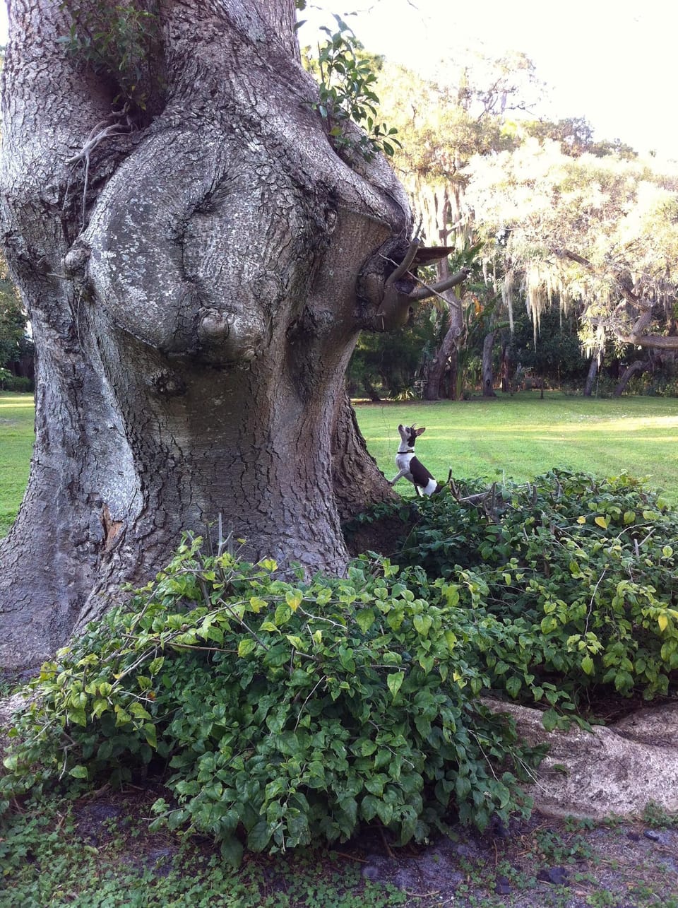 Property grounds