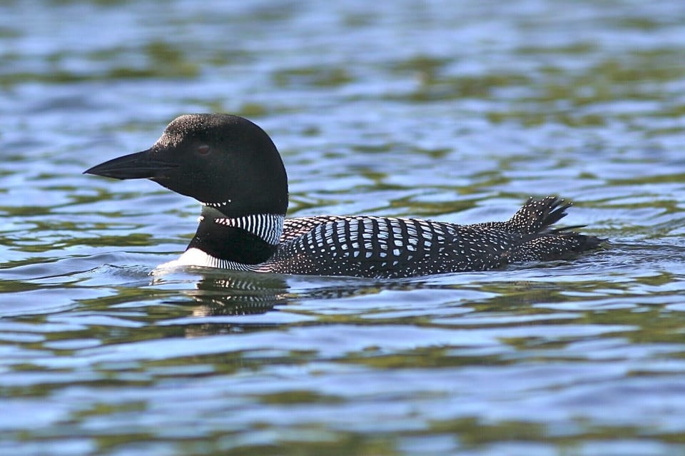 Loon on the lake