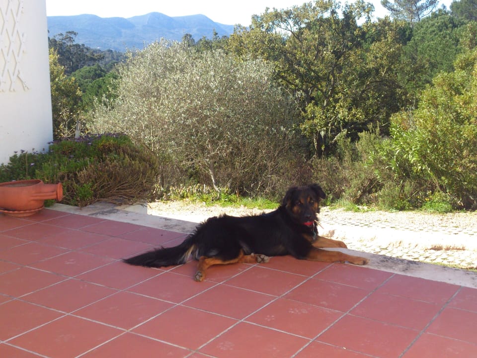 Ozzie, the friendly dog