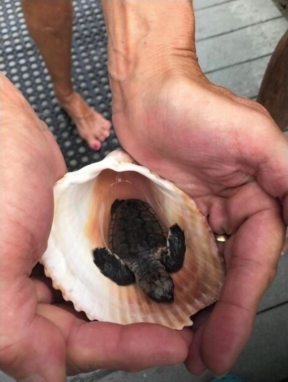Call Mote Marine if turtle injured Do not touch