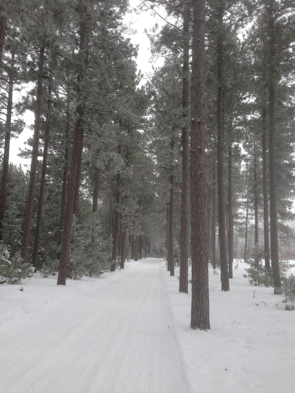 Tons of snowmobile trails