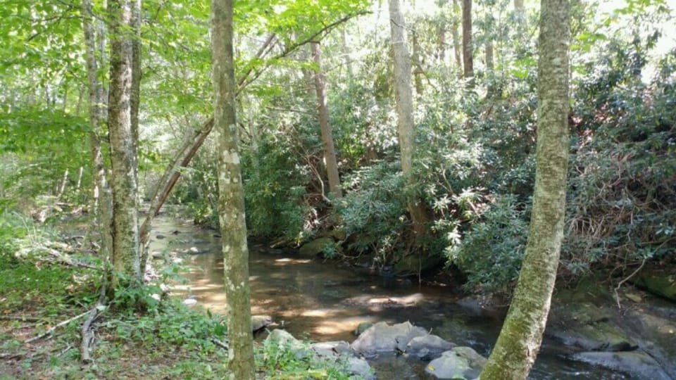 Fish and play in the fresh NC stream.