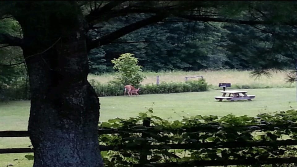 Likely that you will see some of our neighborhood deer families