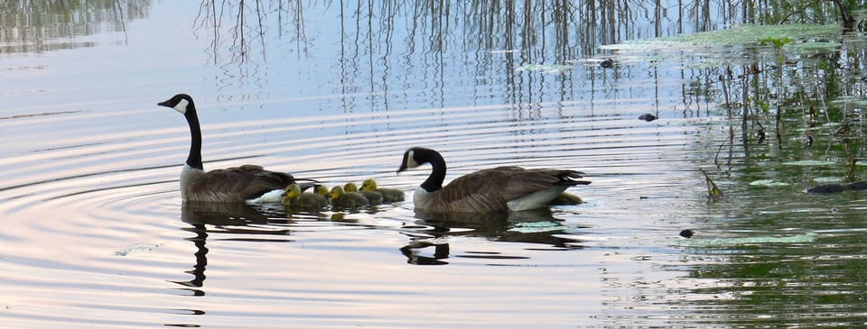 Geese with goslings on the pond.