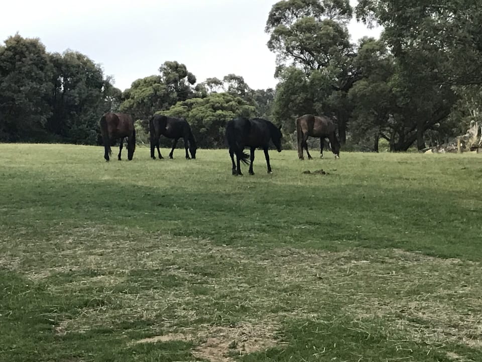 Spotted behind the chalet.... a family of wild brumbies