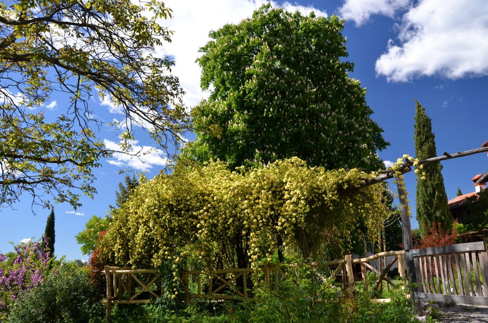 Blooming chestnut tree and rose Banksiae Lutea