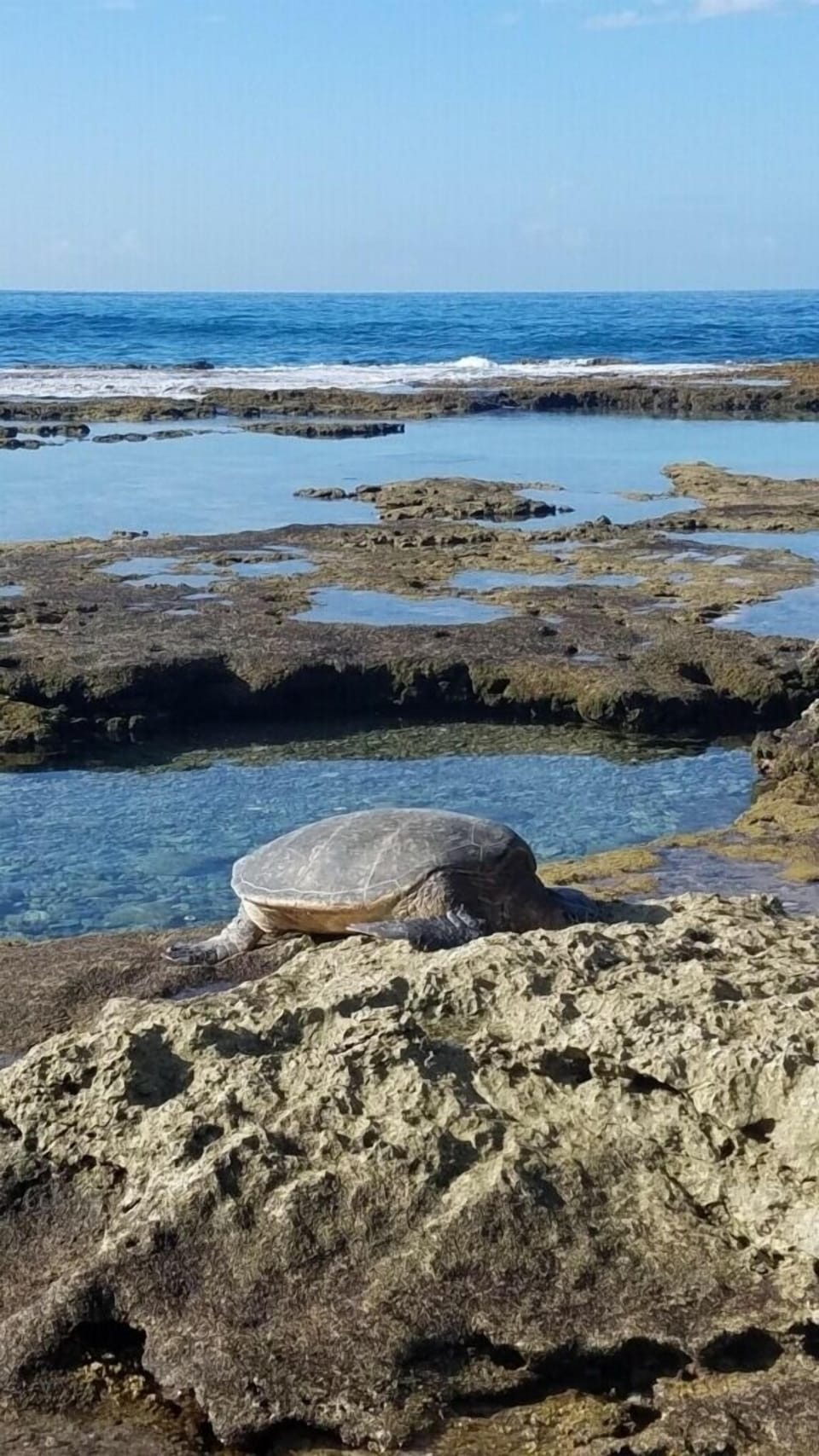 Green sea turtles. Cleaning Rock for turtles just off of property with a dozen. 
