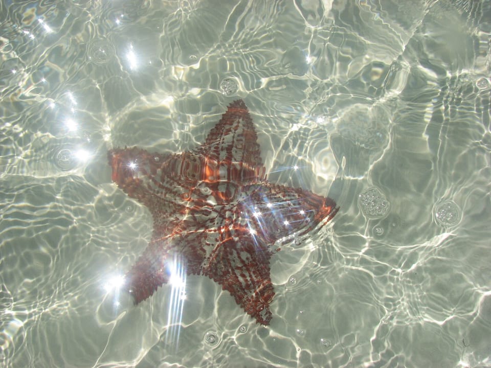 The Sea Stars are HUGE and beautiful and plentiful at Casuarina Point!