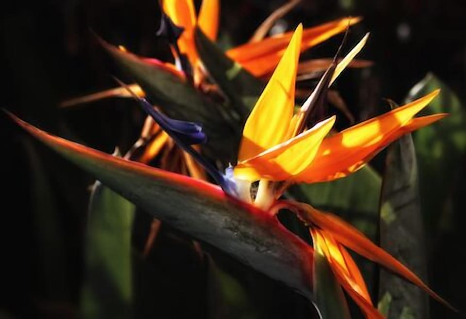 Enjoy Bird of Paradise flowers,  symbol of Maui. 