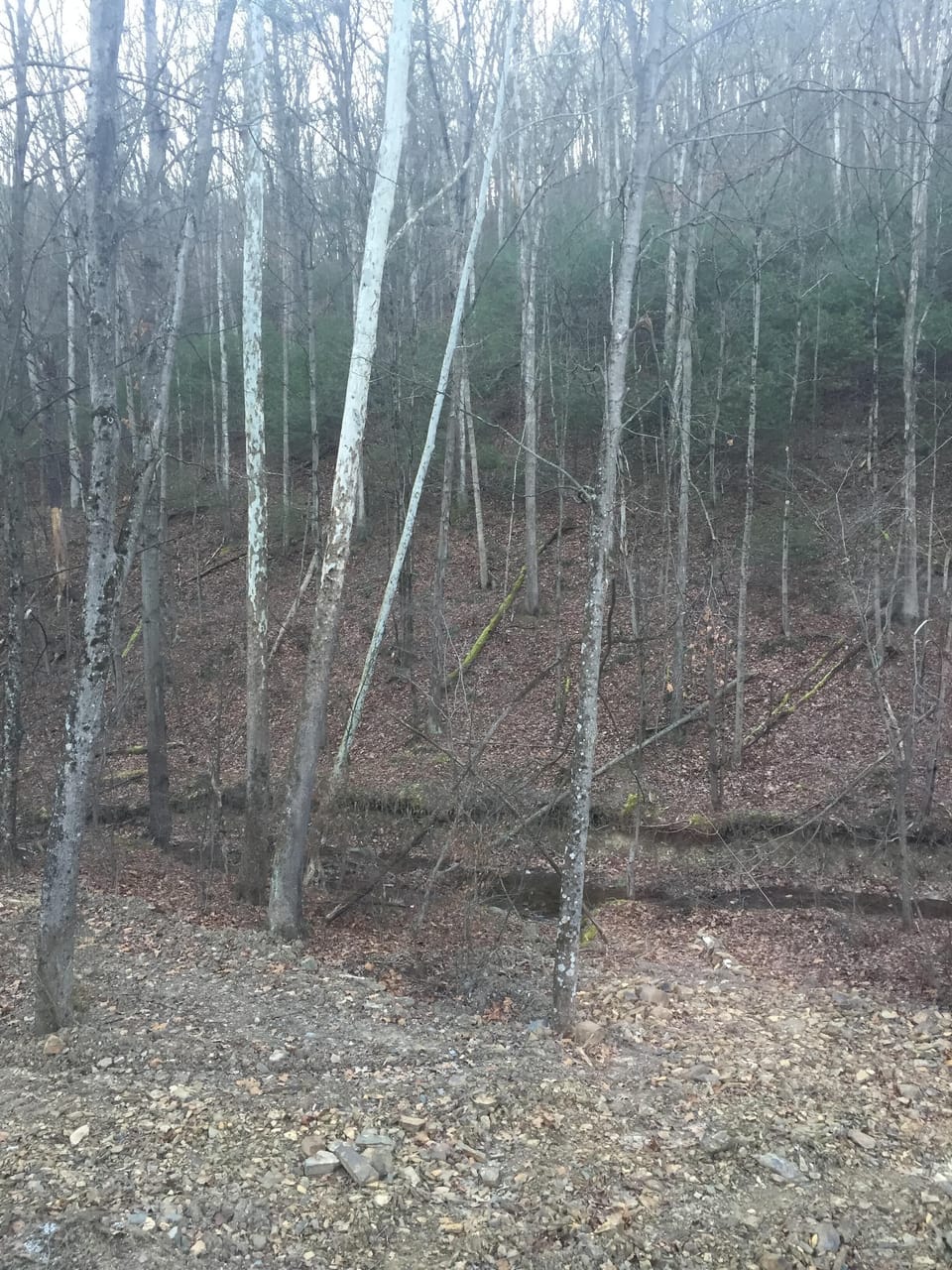 Creek with woods...