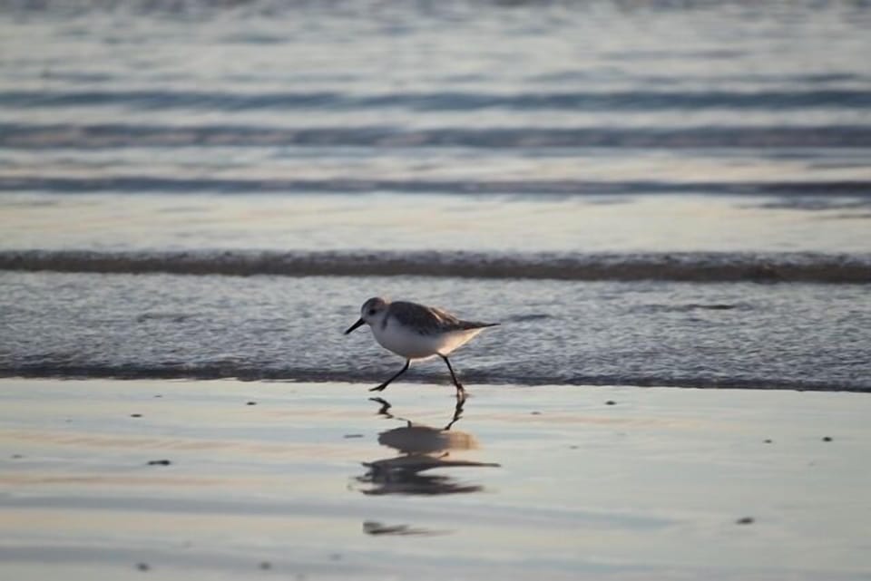 Sandpiper Cutie