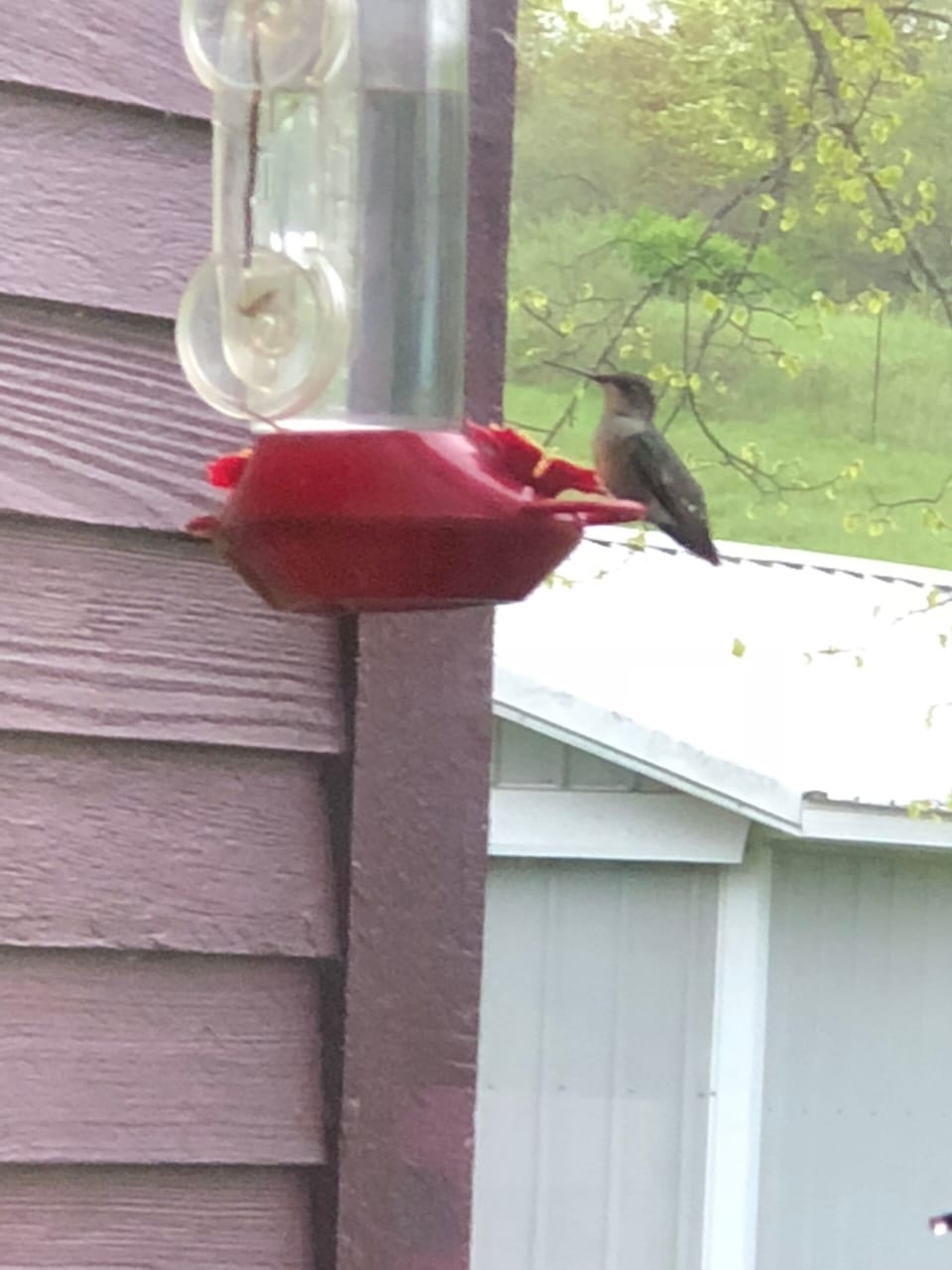 Humming brid outside our window