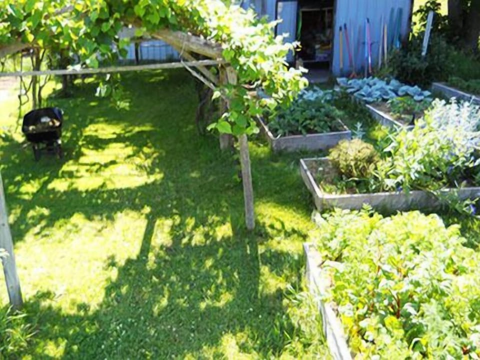 Grapes and Raised Beds