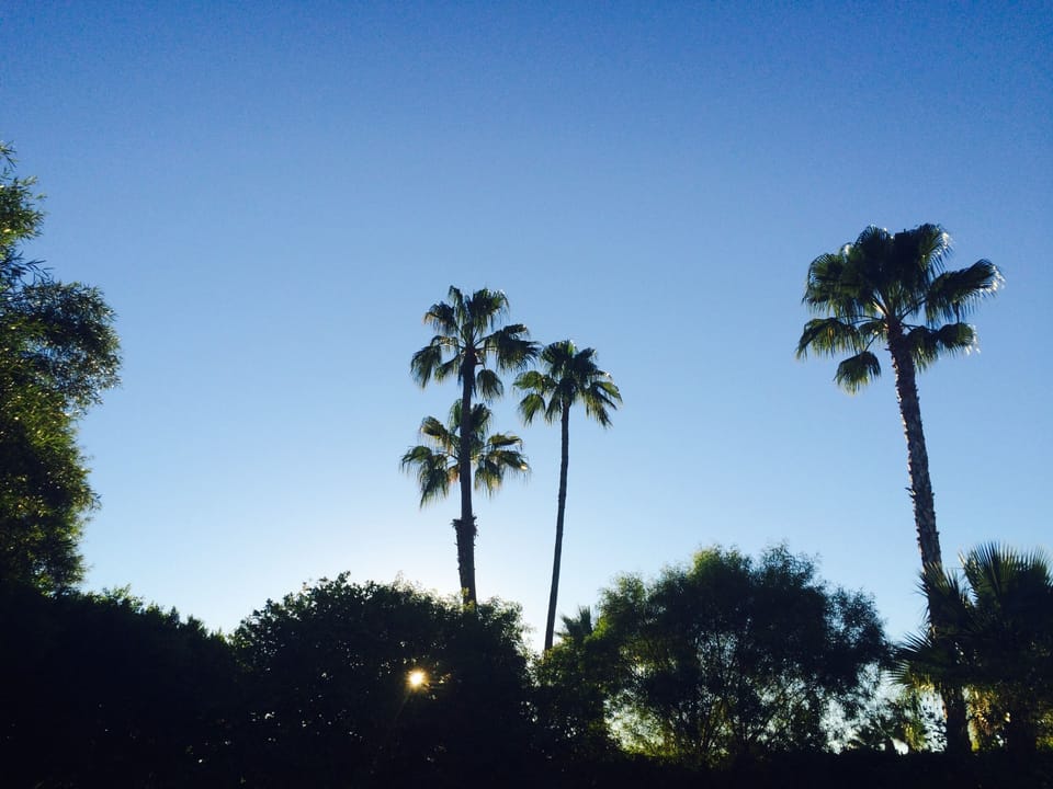 Mature palms