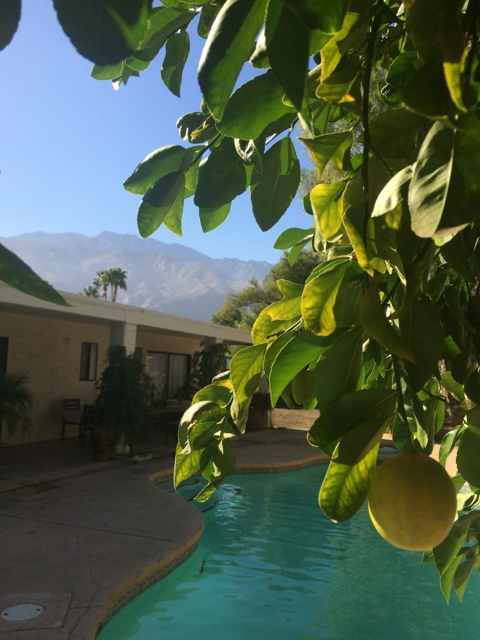 Lemon trees and mountain view