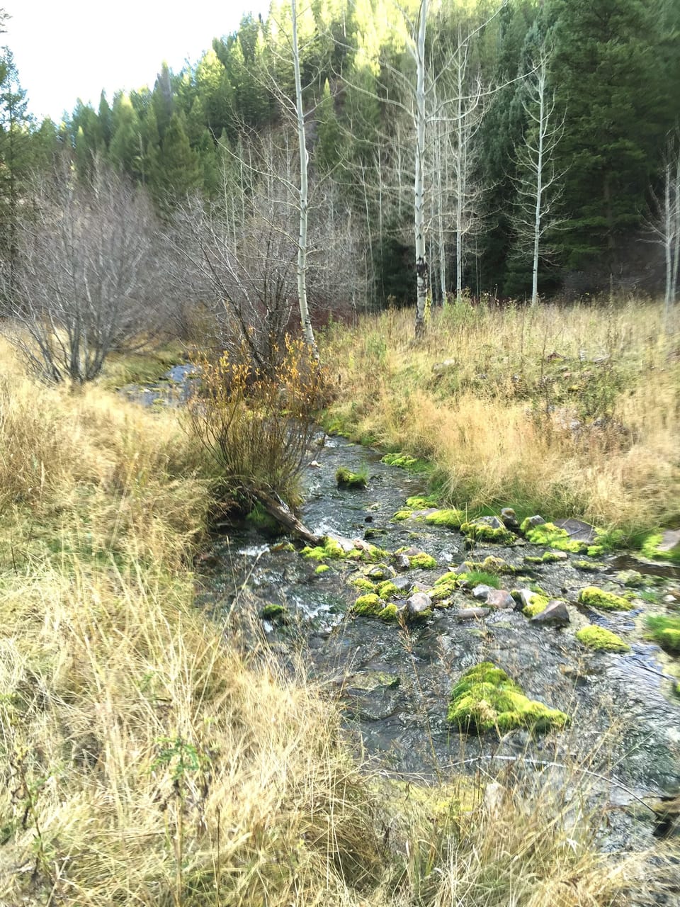 Horse Creek in the fall. A beautiful creek up a near by canyon.