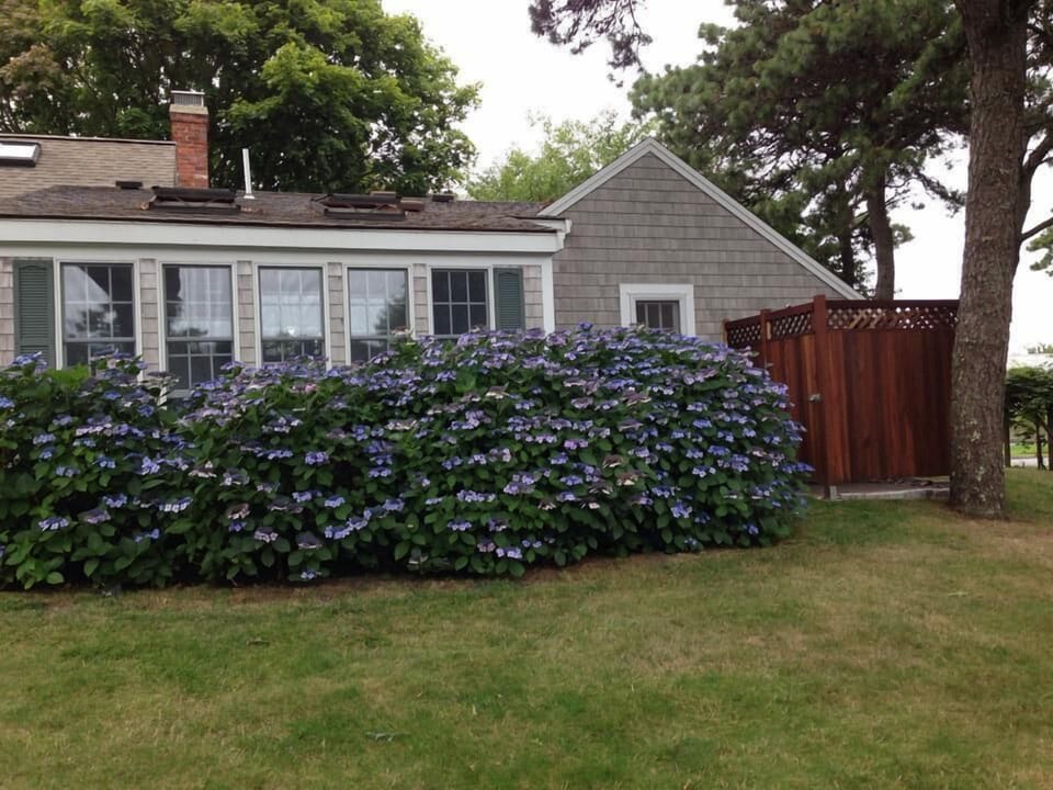 In summer, the hydrangeas bloom and the oversized outdoor shower beckons...