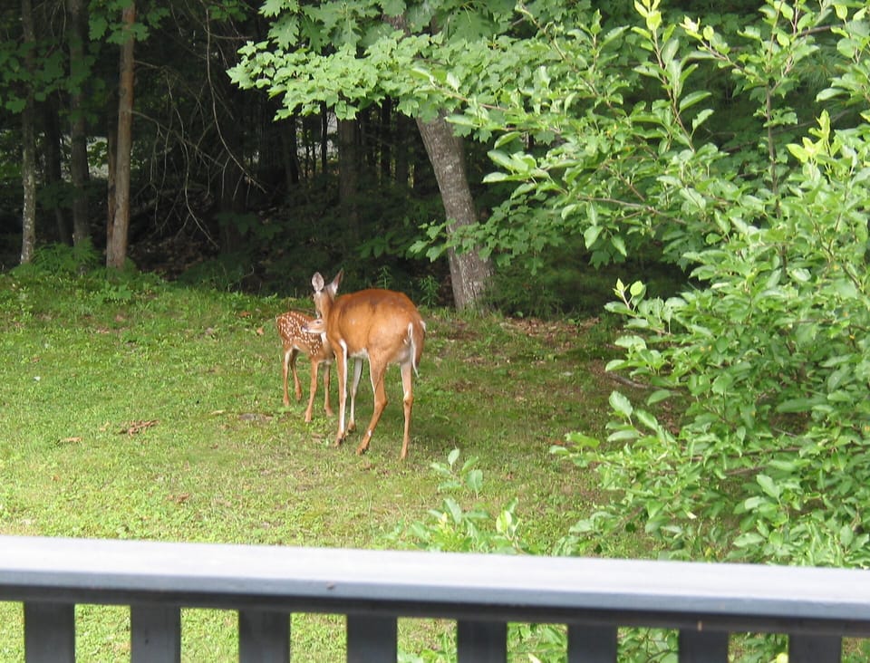 Deer playing in our yard.
