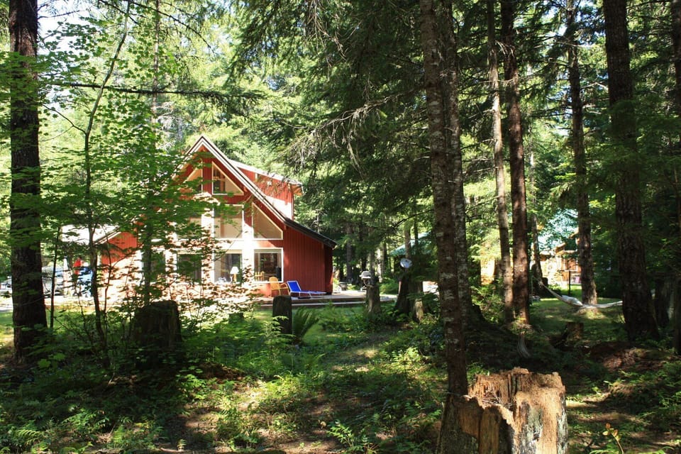 back yard in July