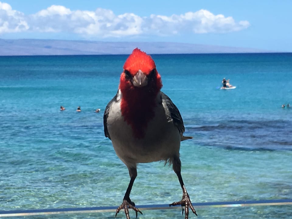 So many beautiful birds