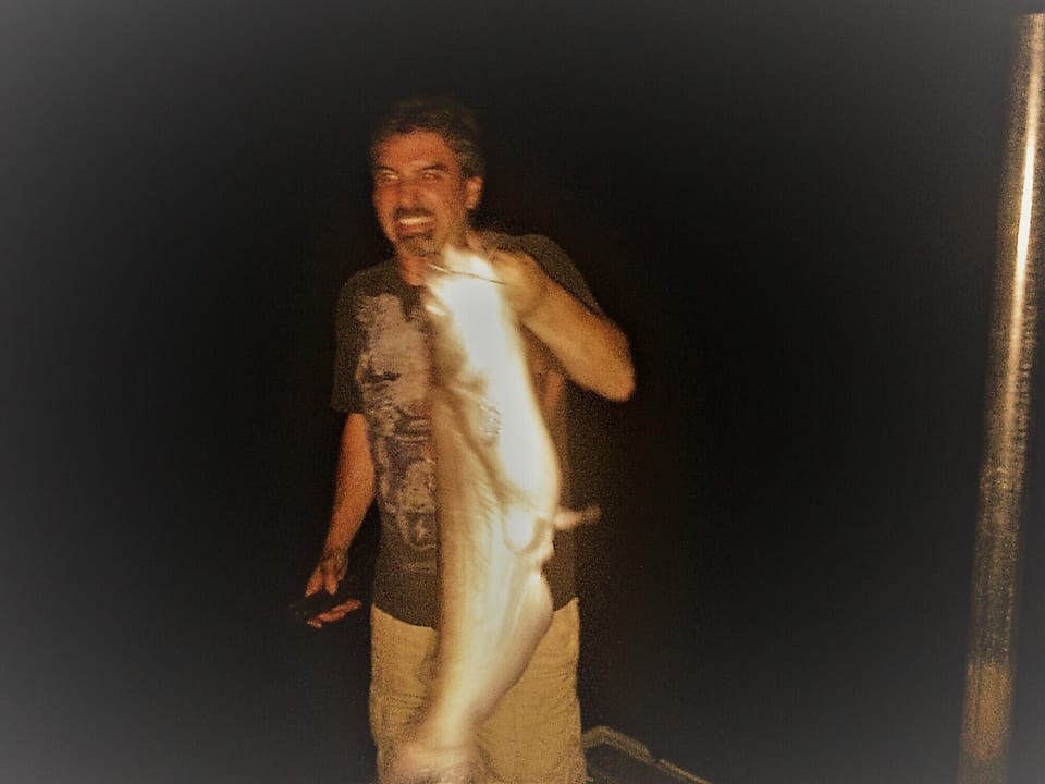 Very large catfish every night