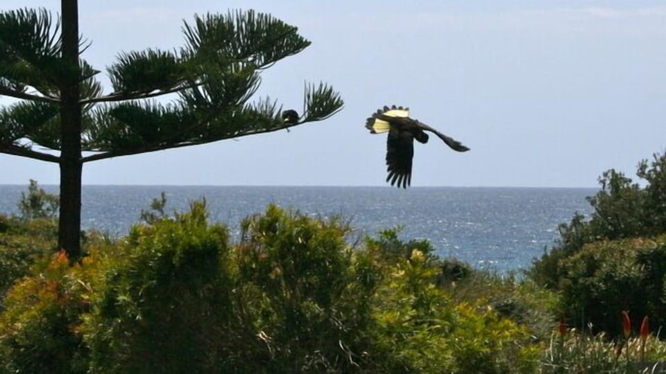 Black cockatoo at end of garden