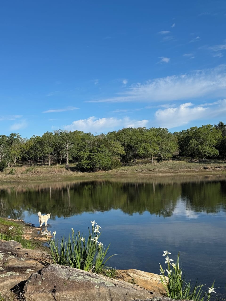 Pond in Spring