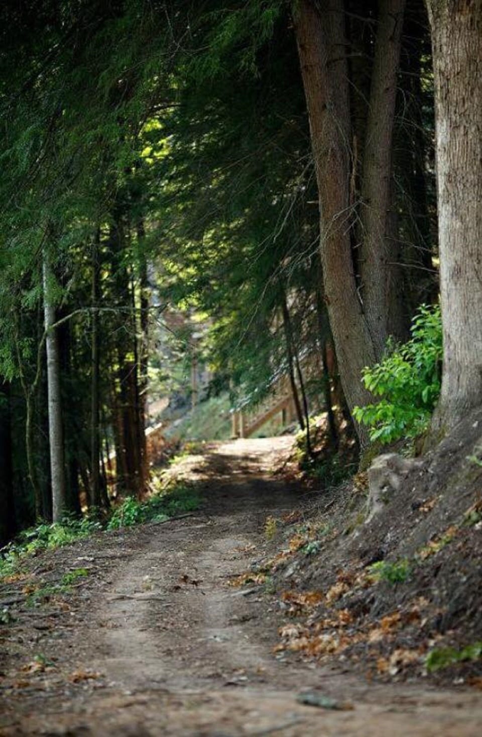trails that go around the houses and lake in lakeside estates 