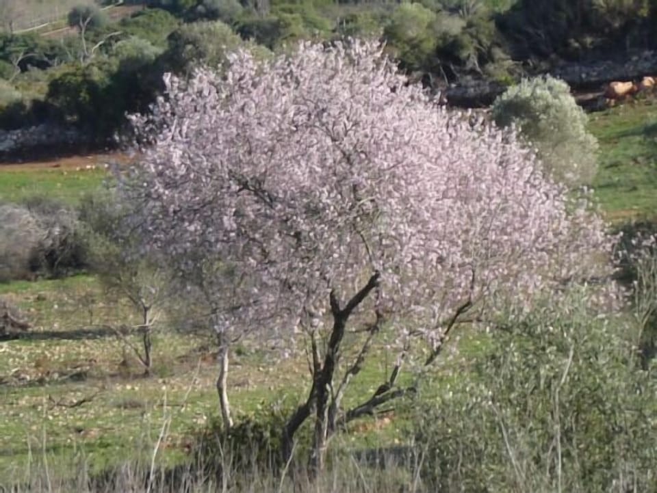 Almond blossoms in February