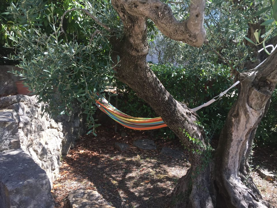 Olive tree and hammock