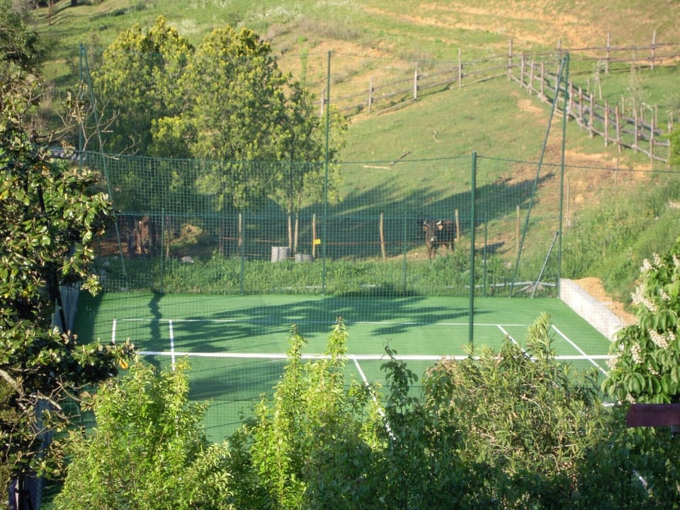 Sport court
