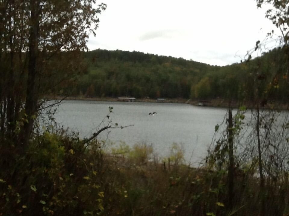 Bald eagles galore, deer, fox, and bird watchers will not be disappointed!!